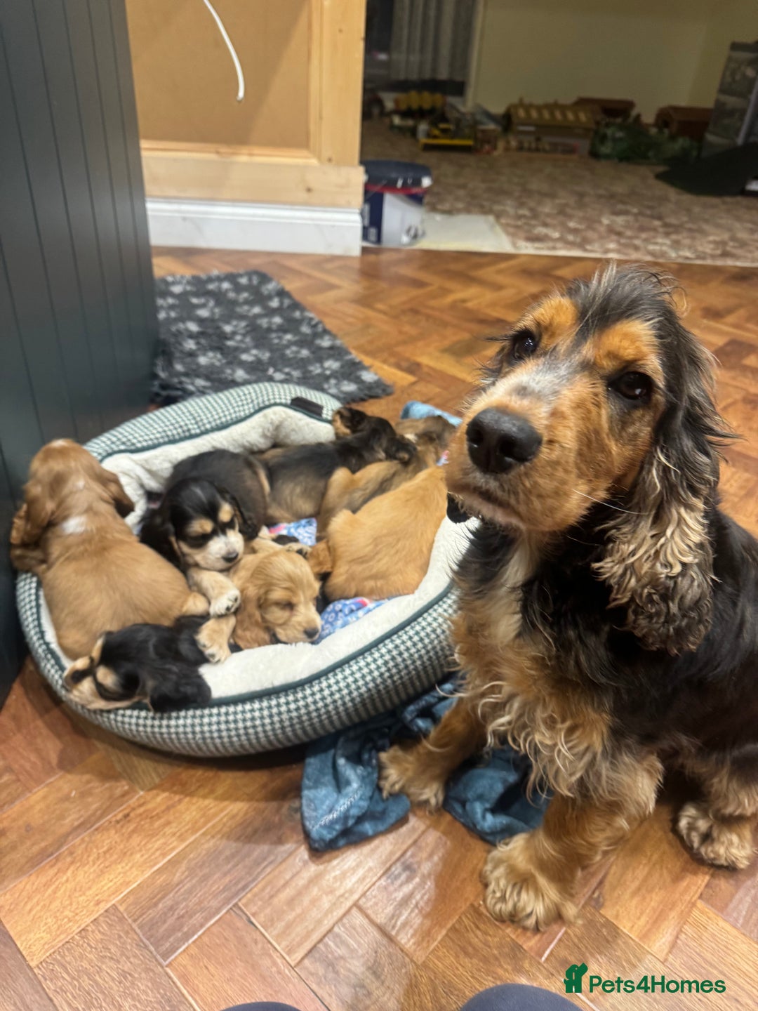 Cocker Spaniel dogs for sale: Gorgeous KC Show Cocker Spaniel Puppies - Advert 15