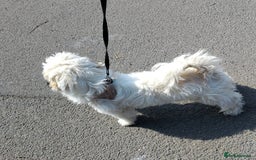 Shih Tzu dogs for sale: Girl white shihtzu  - Image 3