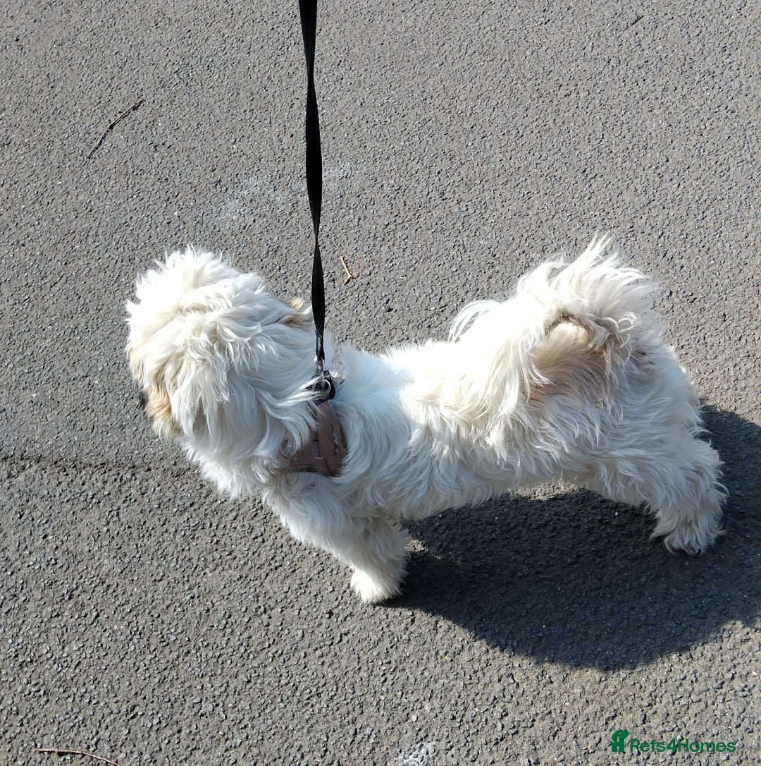 Shih Tzu dogs for sale: Girl white shihtzu  - Image 3