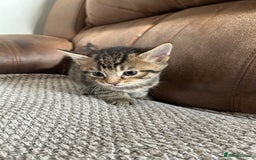 Mixed Breed cats for sale: 6 Beautiful kittens  - Image 5
