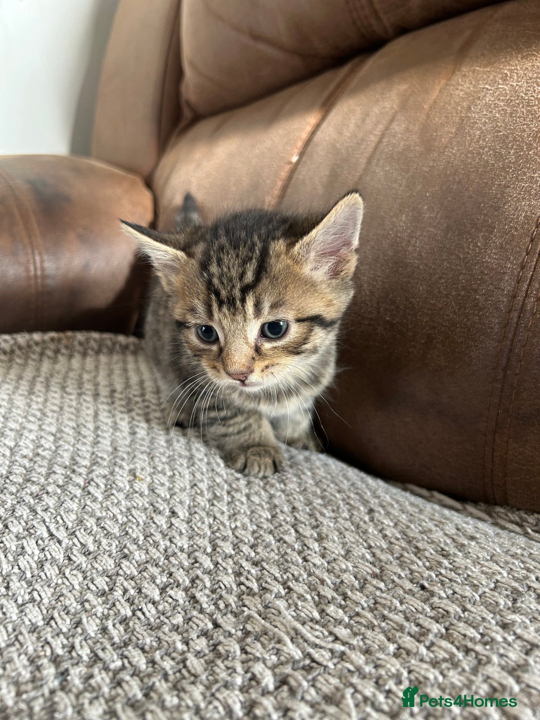 Mixed Breed cats for sale: 6 Beautiful kittens  - Image 5