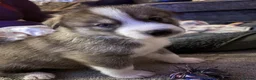 Siberian Husky dogs for sale: Siberian Husky Puppies in Liversedge - Advert 15