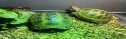 Tortoise reptiles for sale: Two Horsefield Tortoise with enclosure & heat lamp - Advert 3