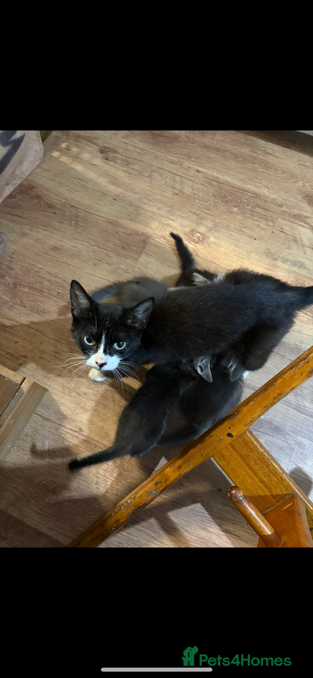 Mixed Breed cats for sale: 3 beautiful female kittens  - Image 4