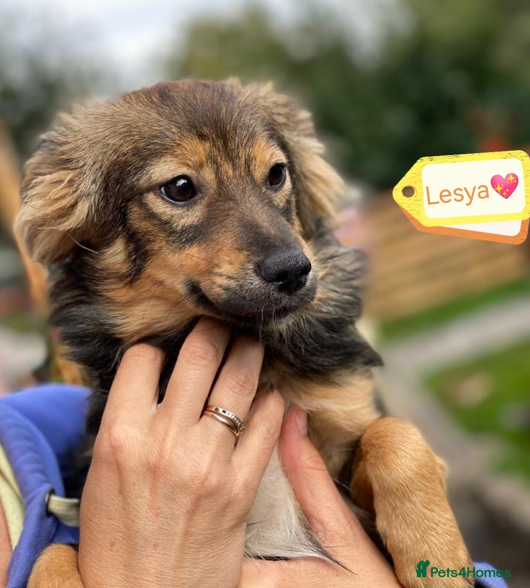 Mixed Breed dogs for adoption: 💖🐶 LESYA 🐶💖 - Image 2