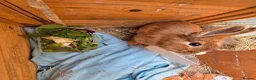 Mini Lion Lop rabbits for sale: Cutest bunnys  in Gillingham - Advert 9