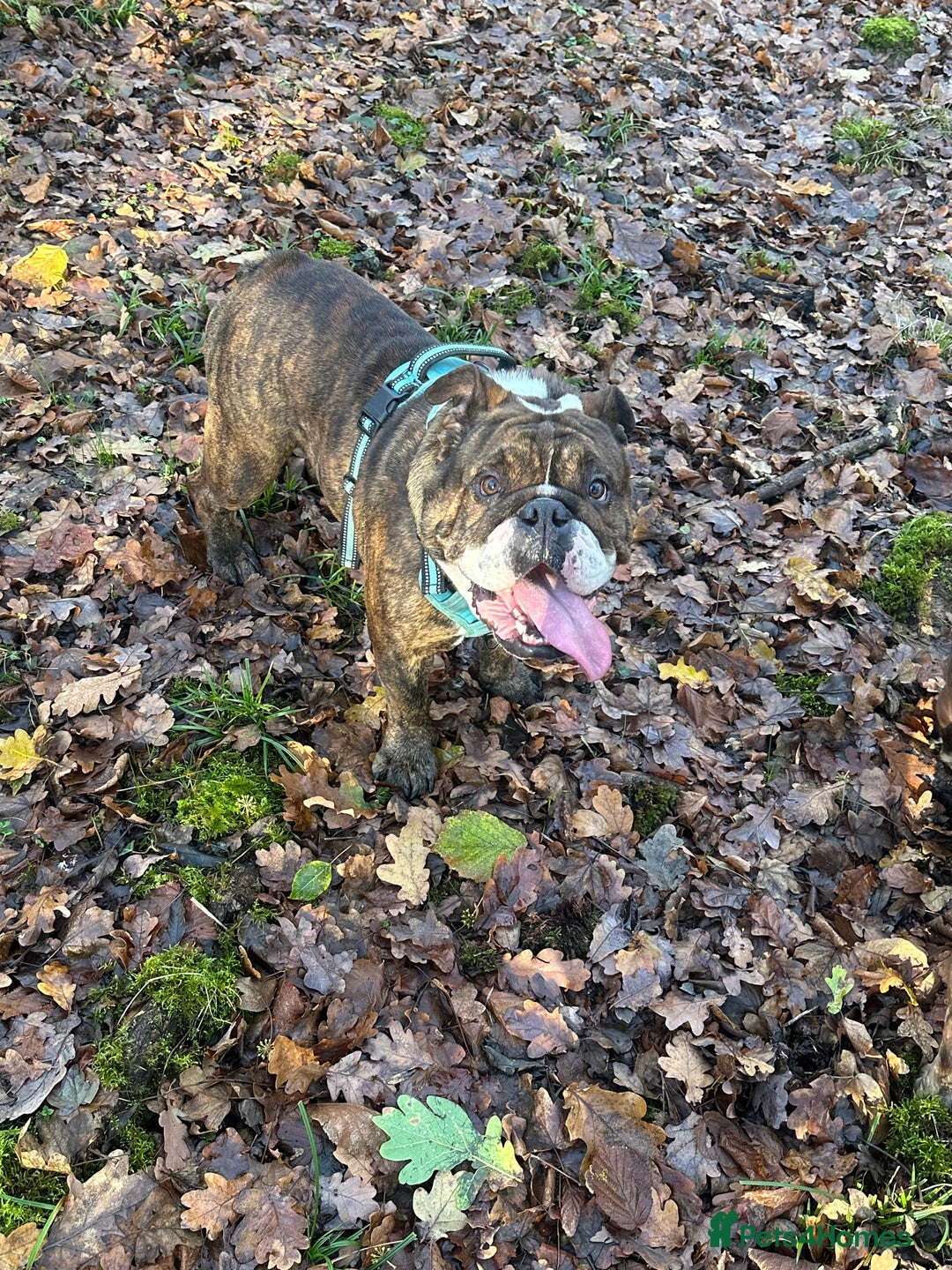 English Bulldog dogs for sale: Gorgeous 2 year old Bulldog  - Advert 3