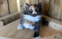 Maine Coon cats for sale: 6 Maine Coon X Polydactyl Kittens - Image 1