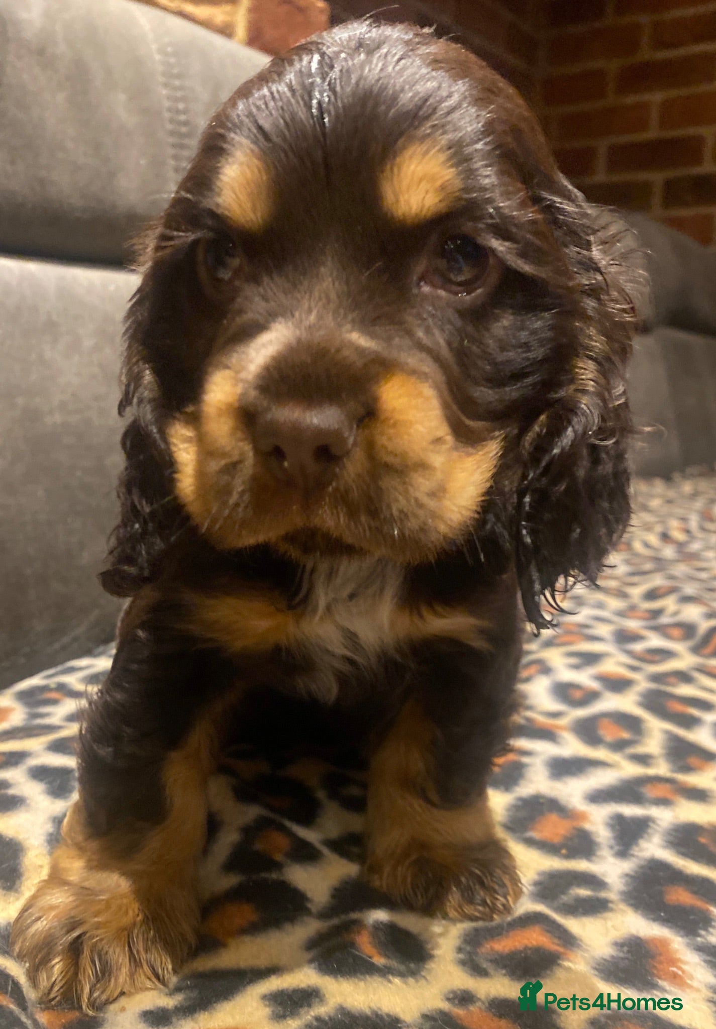 Cocker Spaniel dogs Lovely show Cocker spaniel puppies 🐶  - Advert 12