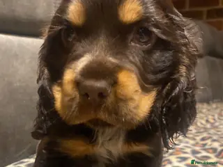 Cocker Spaniel dogs Lovely show Cocker spaniel puppies 🐶 - Advert 12