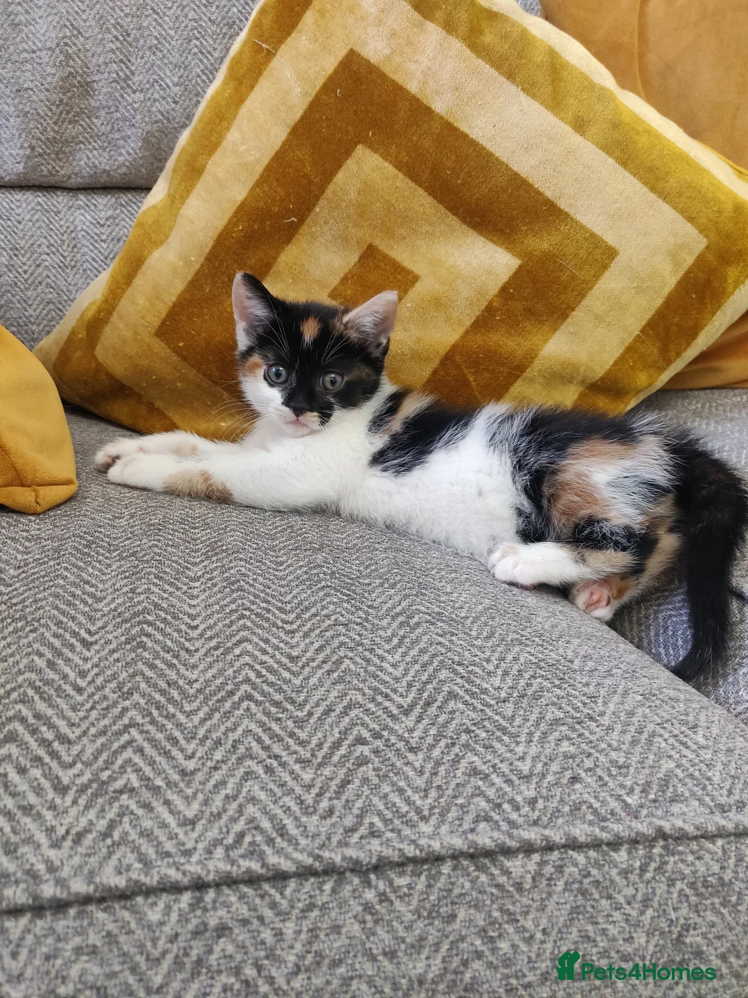 Mixed Breed cats for sale: 3 beautiful kittens  in Liverpool - Advert 12