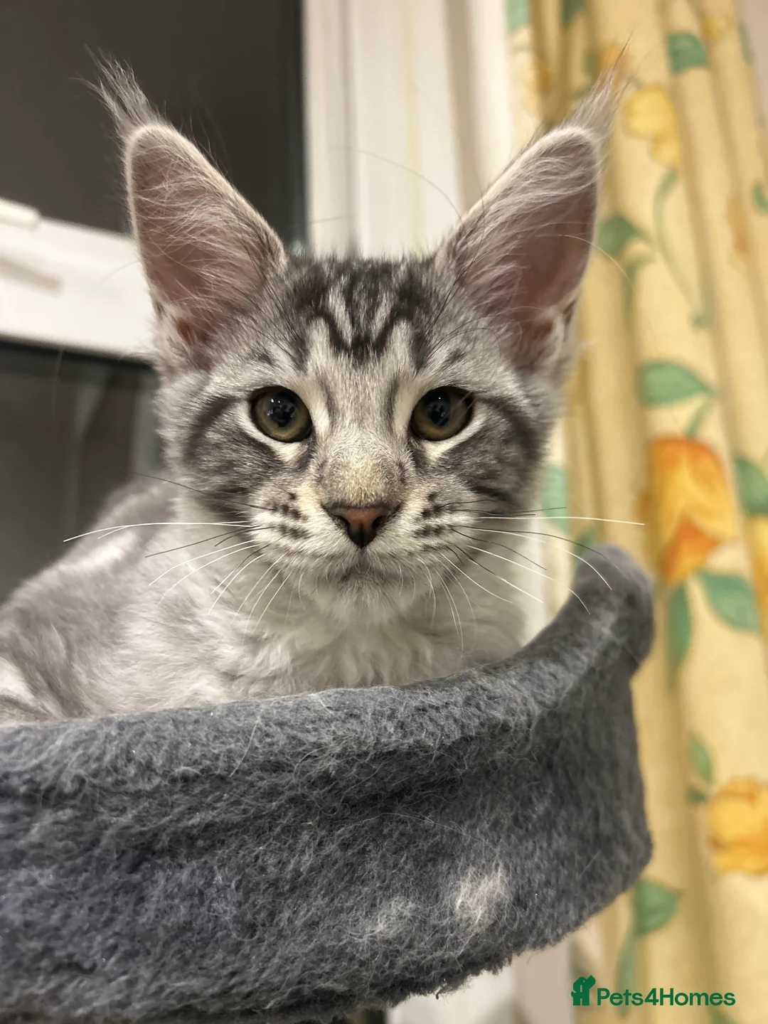 Maine Coon cats for sale: Maine Coon kittens  - Advert 2