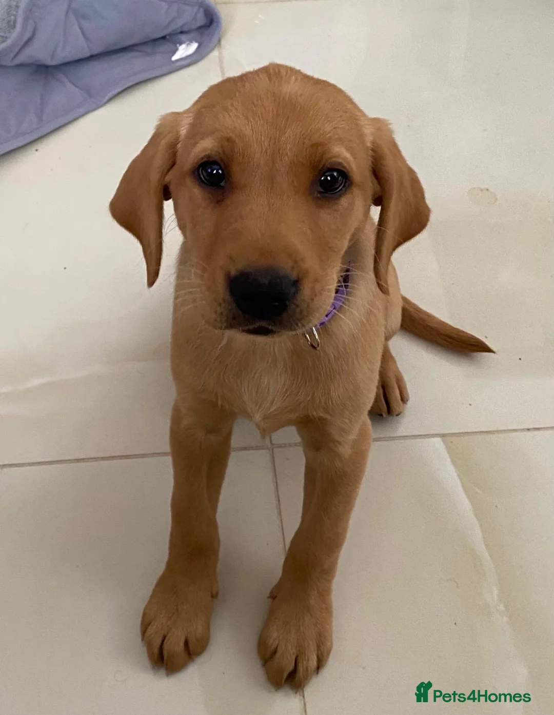 Labrador Retriever dogs for sale: Two beautiful labradors 1 male 1 female  - Advert 6