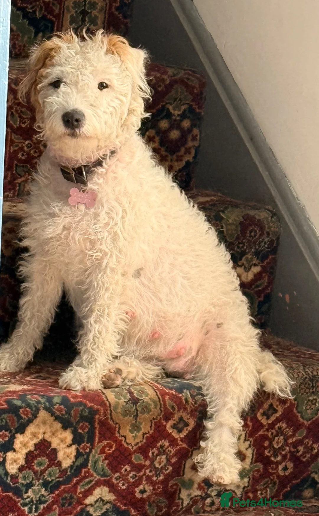Parson Russell dogs for sale: Two Beautiful Parson Russell puppies - Advert 1