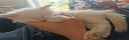 Ragdoll cats for sale: 6 beautiful floofballs 1 flame 5 bluepoint   - Advert 7