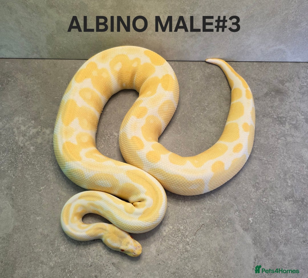 Python Snake reptiles for sale: Royal pythons - Image 9
