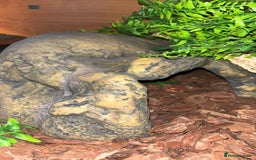 Python Snake reptiles for sale: Ball python - pastel lesser het clown  - Image 3