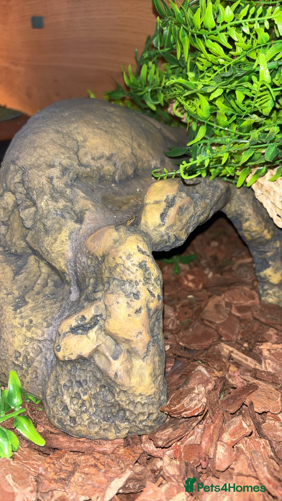 Python Snake reptiles for sale: Ball python - pastel lesser het clown  - Image 3