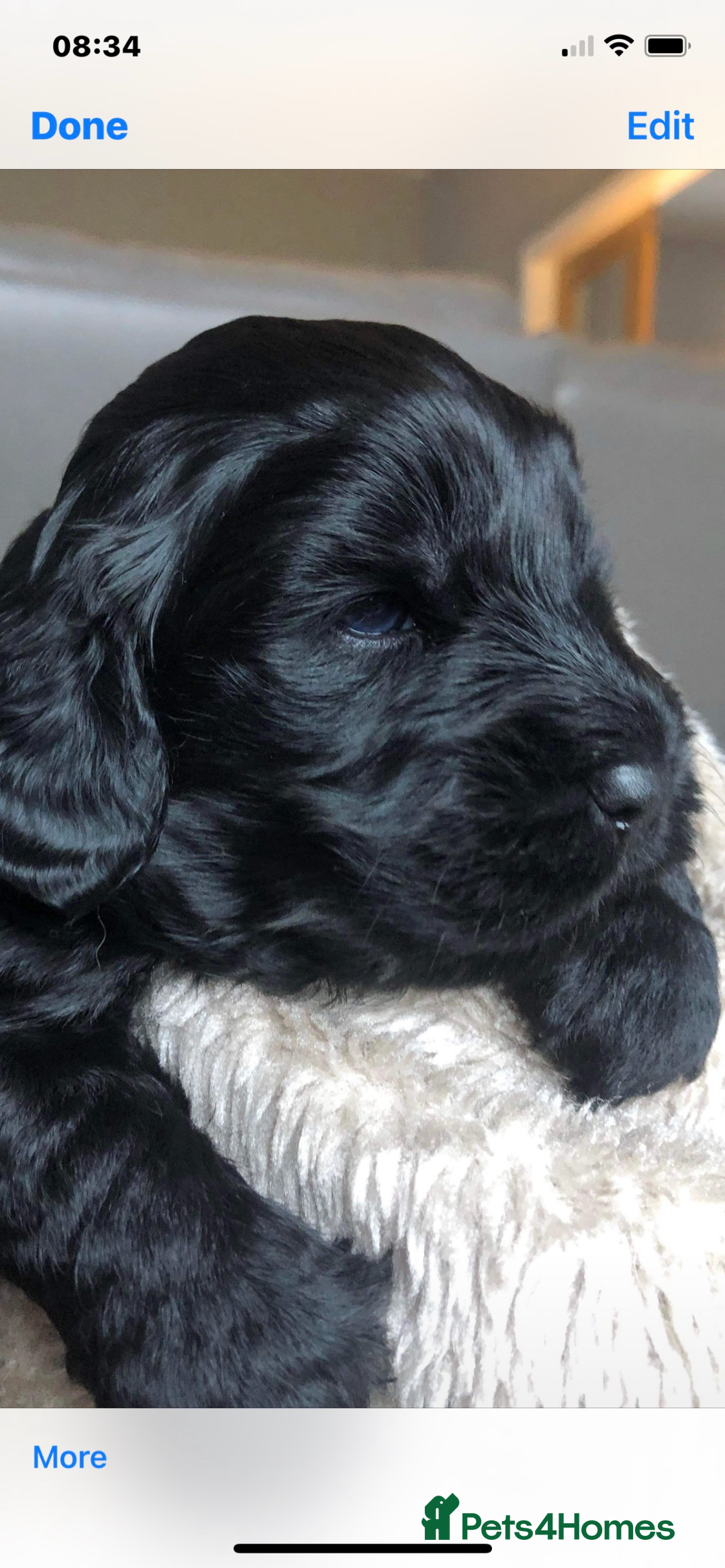 Cockapoo dogs for sale:  🐾 Adorable Cockapoo Puppies 🐾 - Image 8