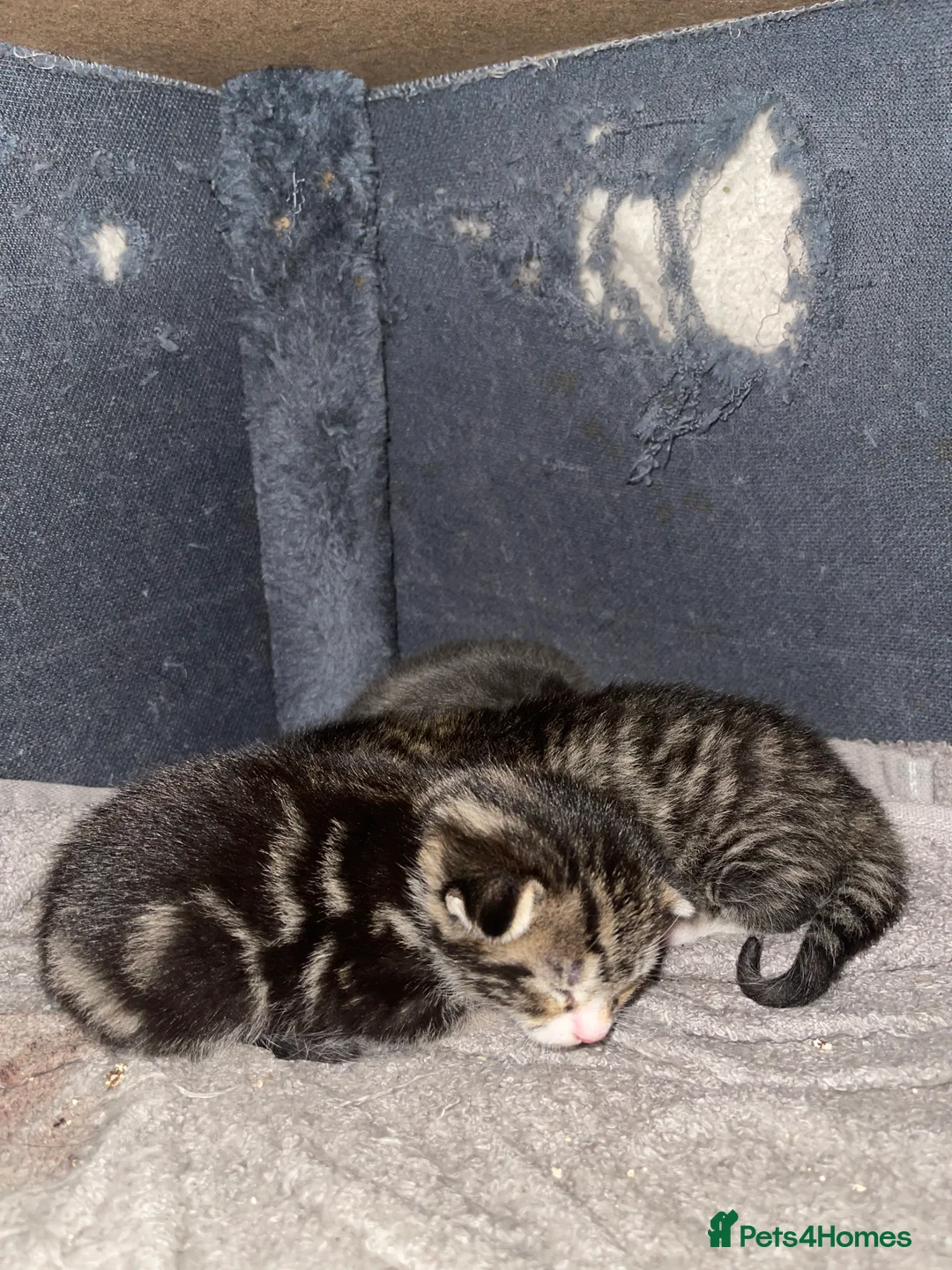 Mixed Breed cats for sale: Beautiful tabby boy - Advert 6