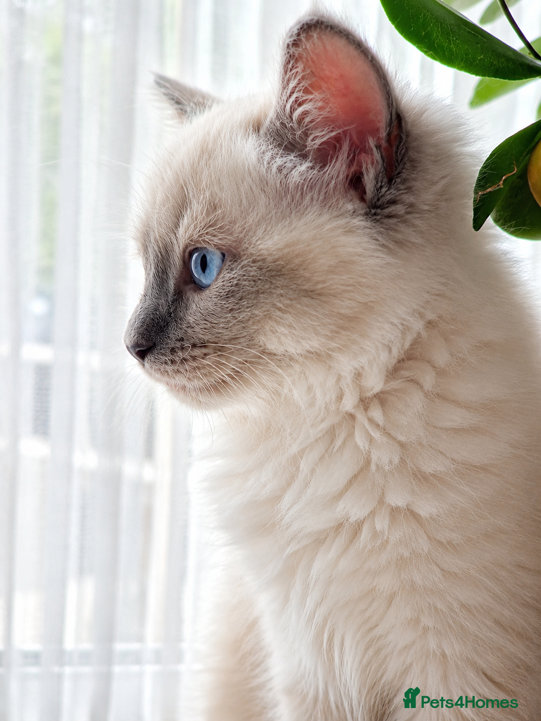 Ragdoll cats Gorgeous affectionate blue mitted Ragdoll boys - Advert 7