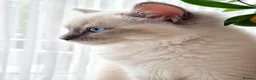 Ragdoll cats for sale: 👑Grand Champion Bloodlines Ragdoll Kittens👑 - Advert 9