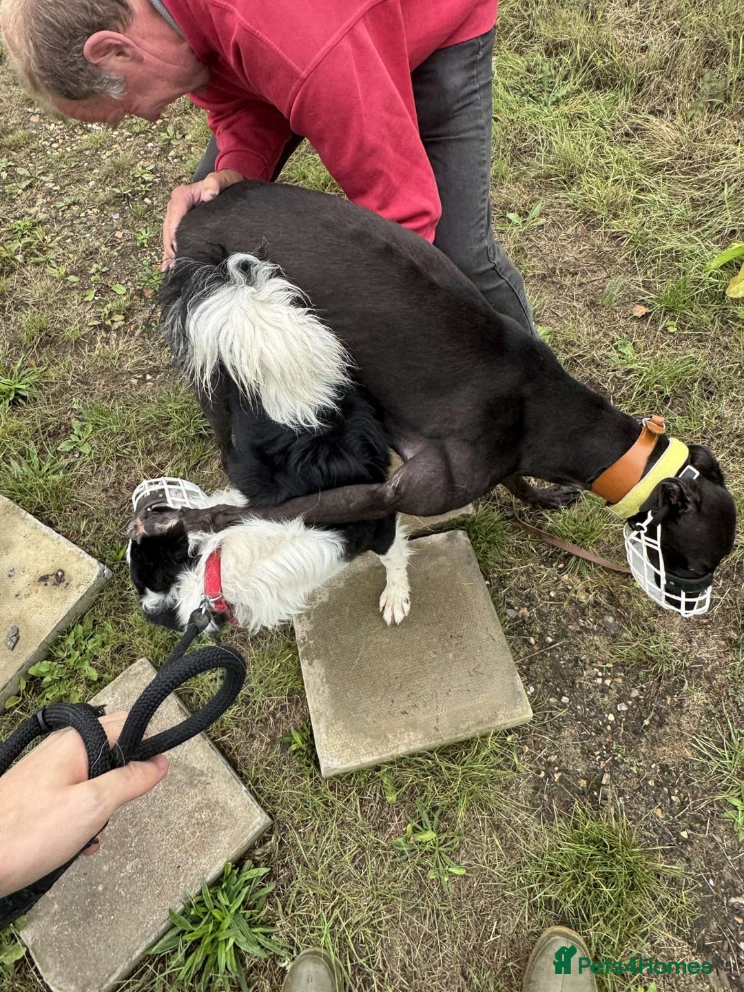 Lurcher dogs for sale: 2 LEFT!!! First cross Border collie x Greyhound - Advert 10