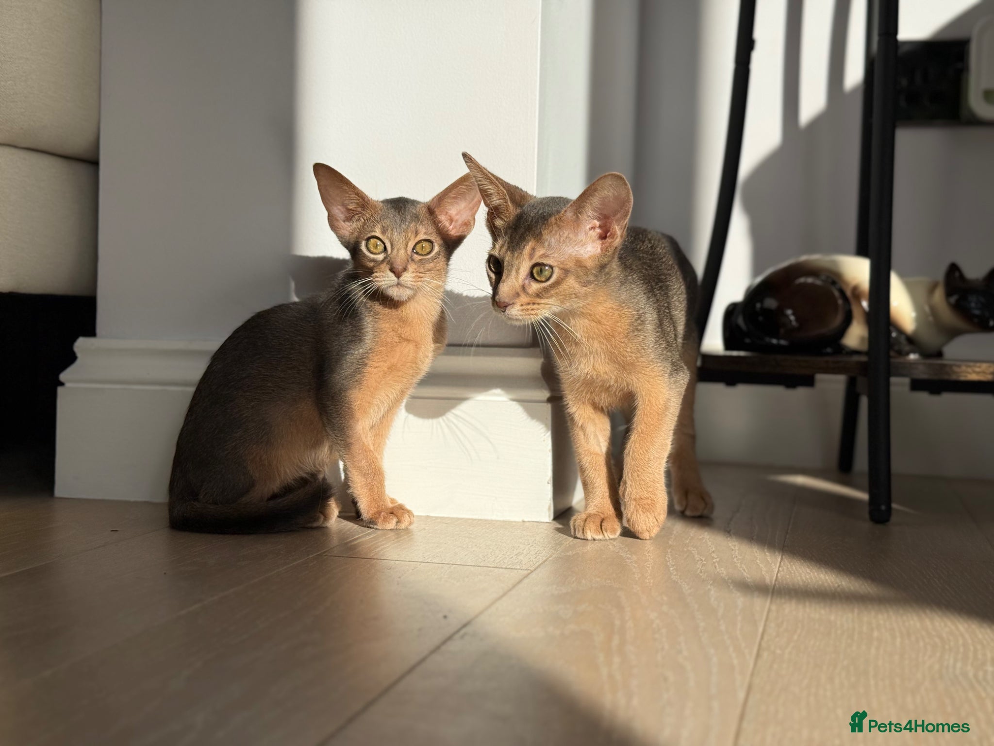 Abyssinian cats     Gorgeous kittens from champion parents 😽 - Advert 6