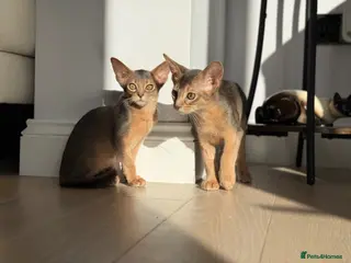 Abyssinian cats Gorgeous kittens from champion parents 😽 - Advert 2