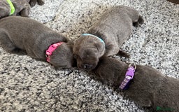 Labrador Retriever dogs for sale: Beautiful silver and charcoal labradors  - Image 14