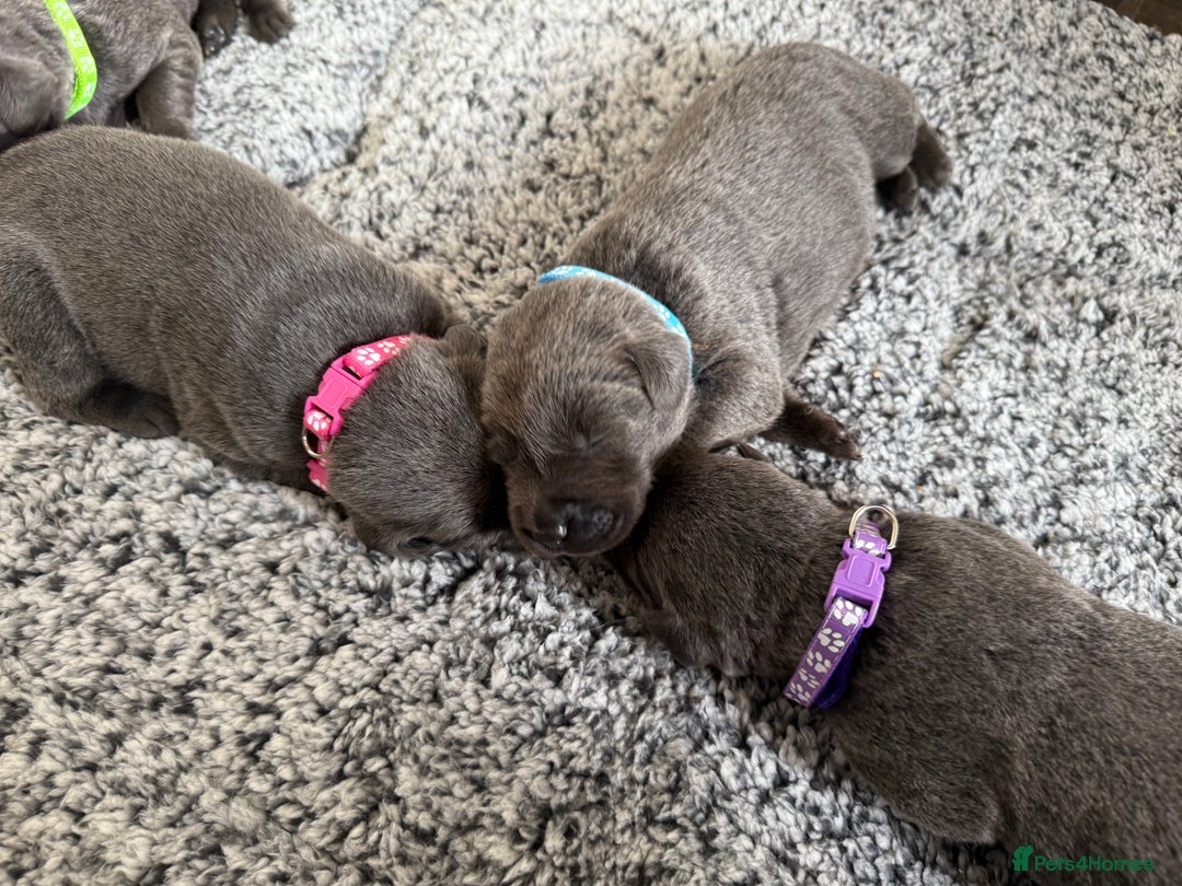 Labrador Retriever dogs for sale: Beautiful silver and charcoal labradors  - Image 14