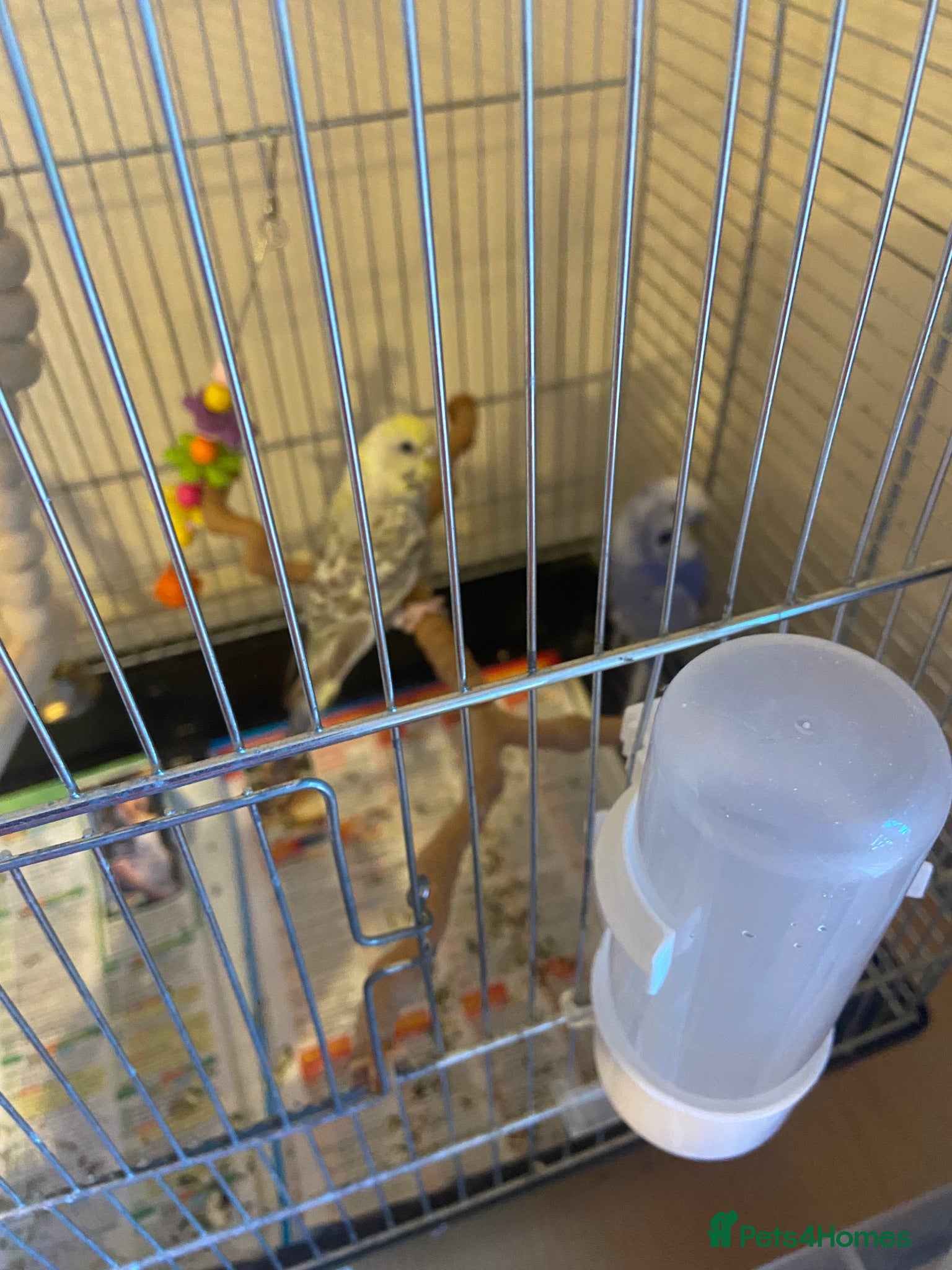 Budgerigars birds Pair of budgies plus cage and toys etc - Advert 1