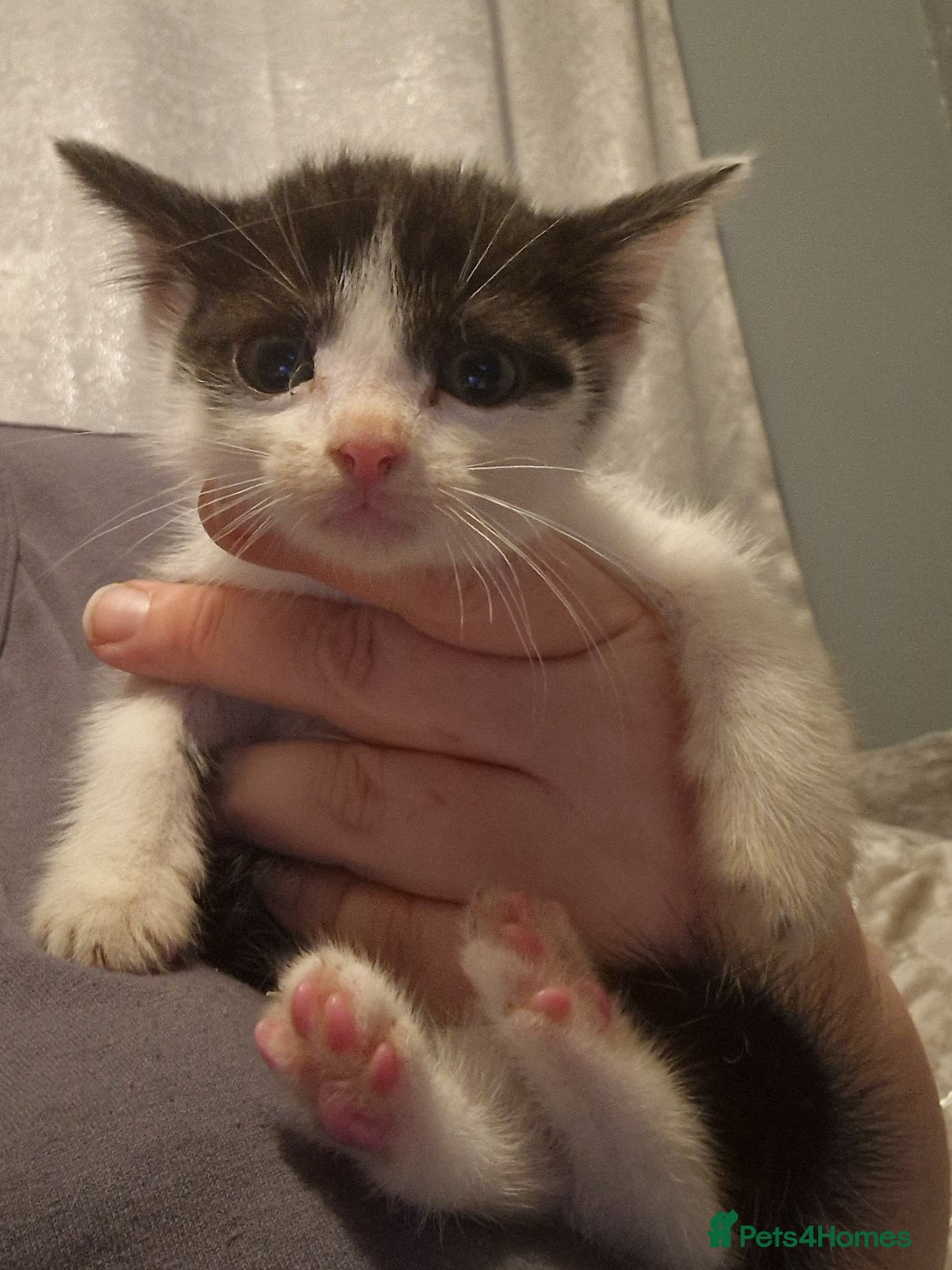 Mixed Breed cats for sale: £50 for a pair READY NOW 8 week old kittens - Image 7