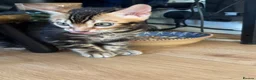 Bengal cats for sale: Stunning Bengal Kittens - Advert 18