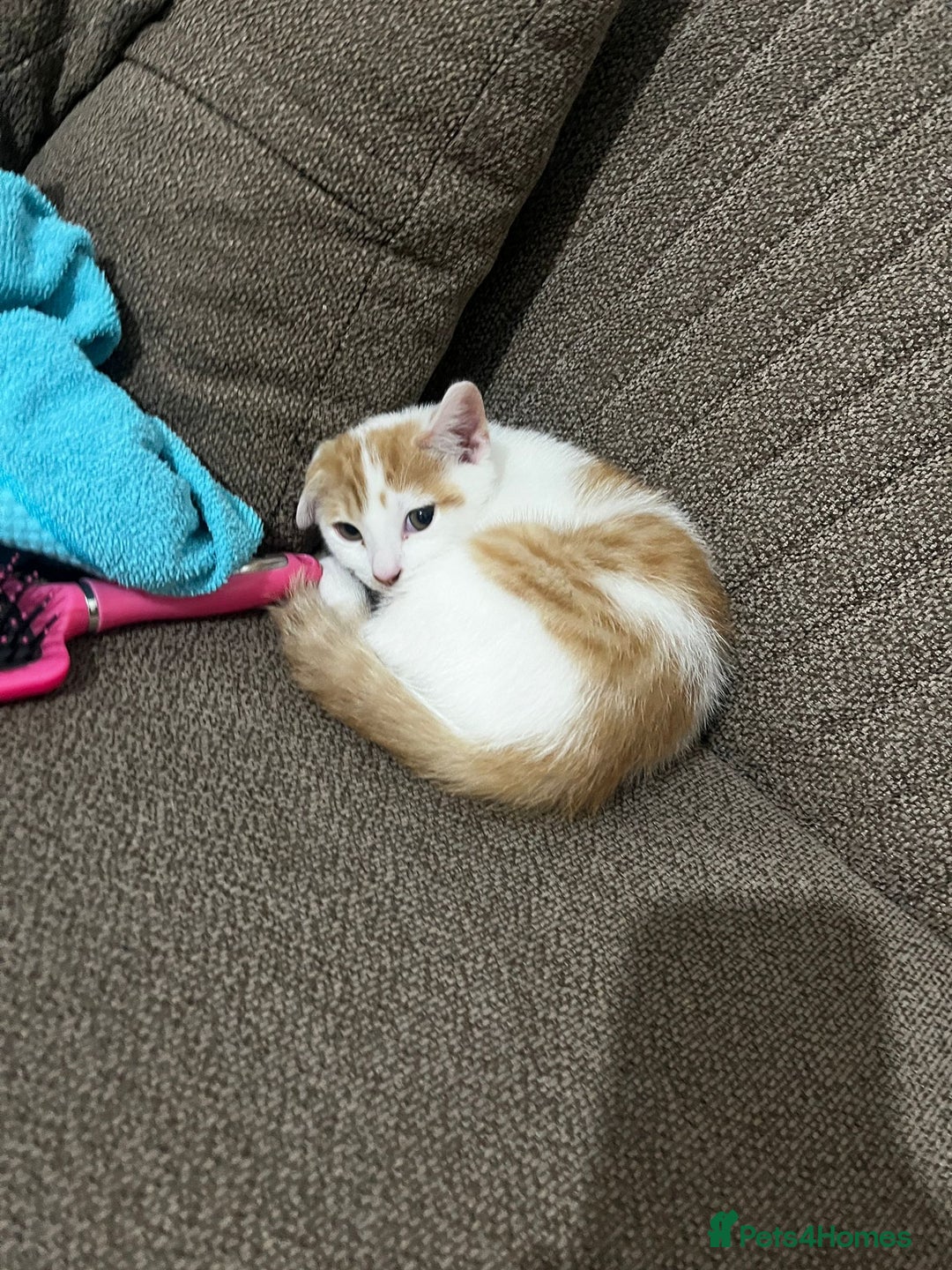 Mixed Breed cats for sale: orange and white kitten for sale  - Image 5