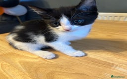 Mixed Breed cats for sale: Two white with black patches kittens  - Image 2