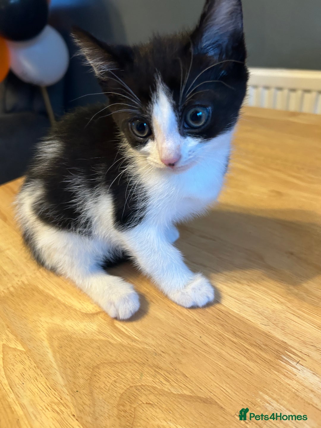 Mixed Breed cats for sale: Two white with black patches kittens  - Image 2