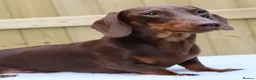 Dachshund dogs for sale: KC Registered Smooth-haired Miniature Dachshunds  in Halstead - Advert 6