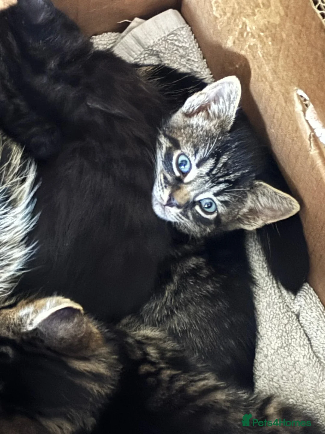 Mixed Breed cats for sale: 😍 Male tabby kitten - Advert 7