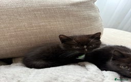 Mixed Breed cats for sale: Half british shorthair kitten - Image 2