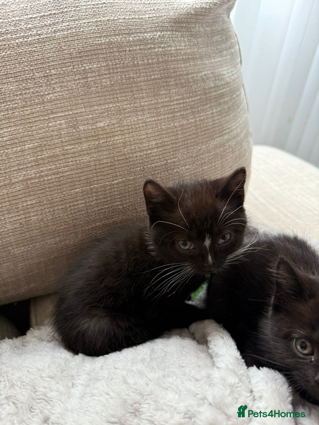 Mixed Breed cats for sale: Half british shorthair kitten - Image 2