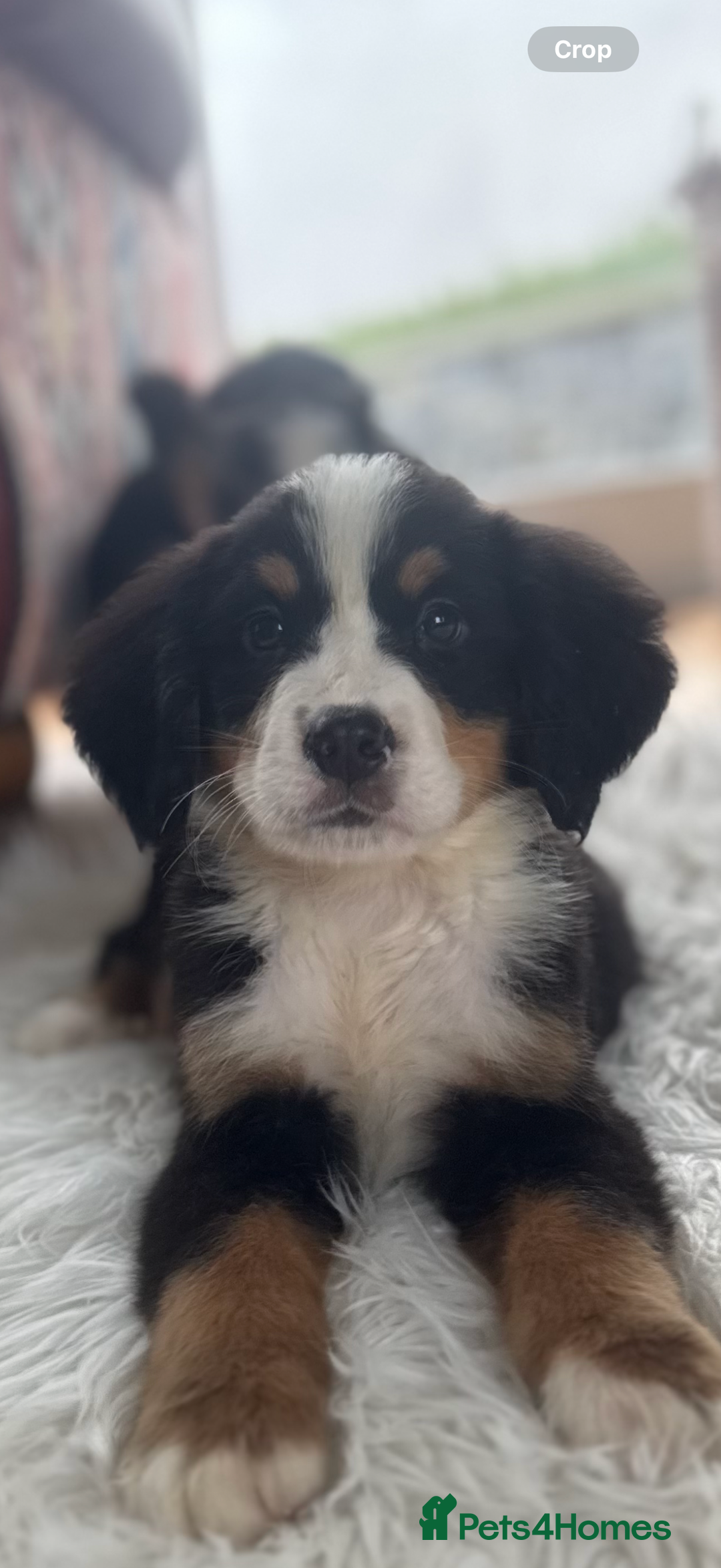 Bernese Mountain Dog dogs for sale: Bernese Mountain Dog Pups  - Advert 29