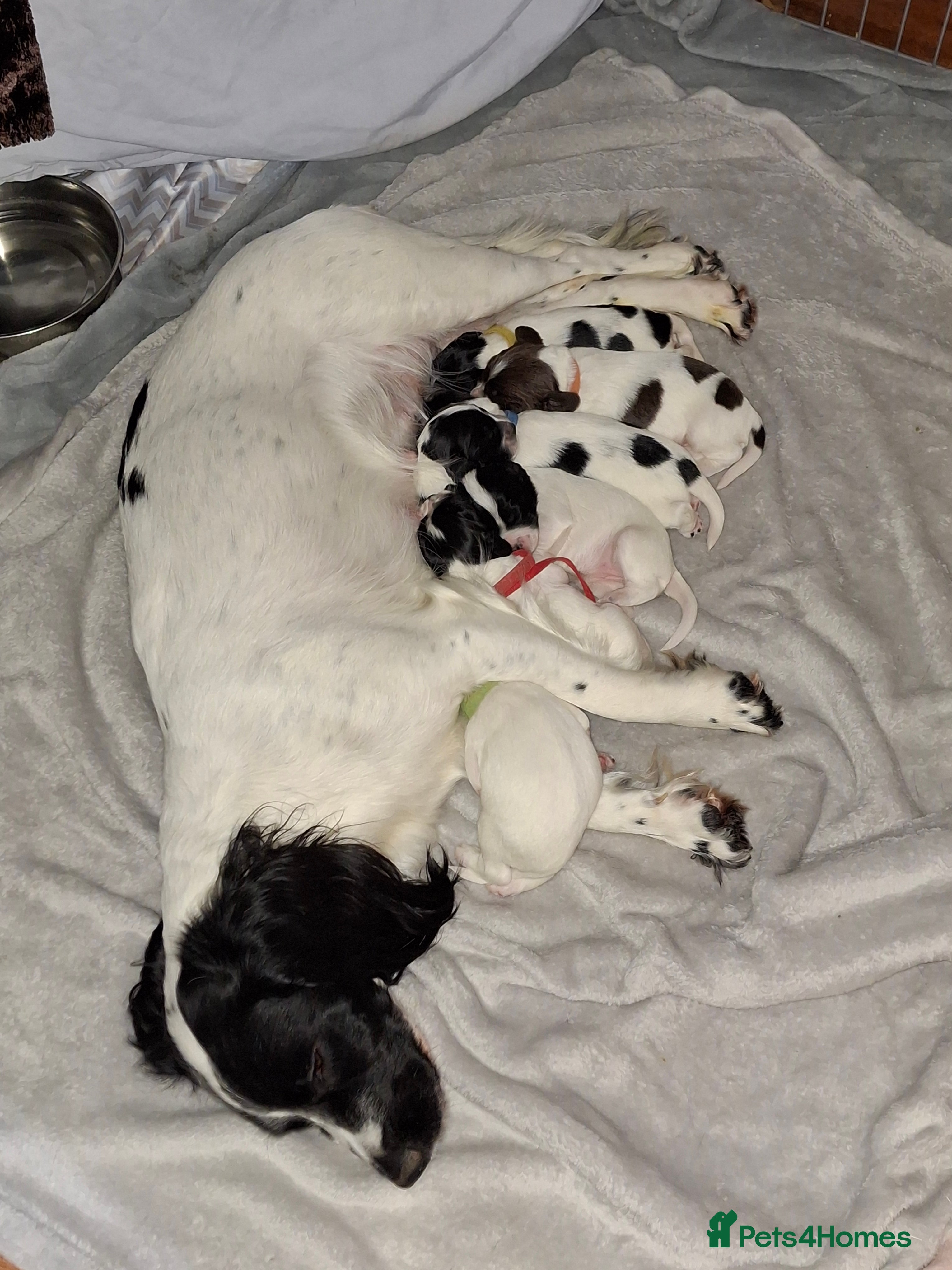 Sprocker dogs Sprocker/Springer Spaniel pup only 1 boy left! - Advert 1