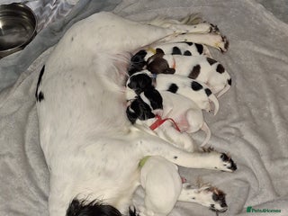 Sprocker dogs Sprocker/Springer Spaniel pup only 1 boy left! - Advert 1