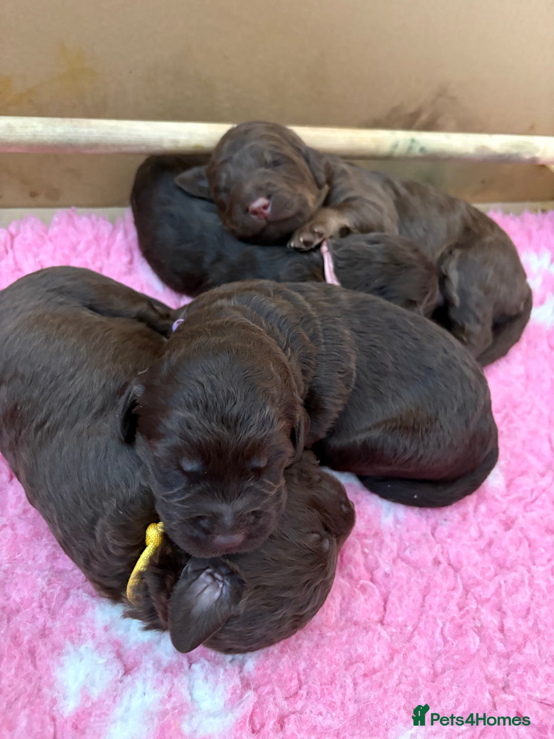 Labradoodle dogs for sale: Stunning Labradoodle Puppies  - Image 14
