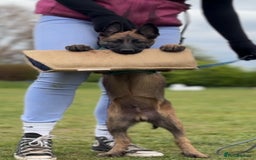 Belgian Shepherd Dog dogs for sale: 7 month old malinois/dutch herder  - Image 3