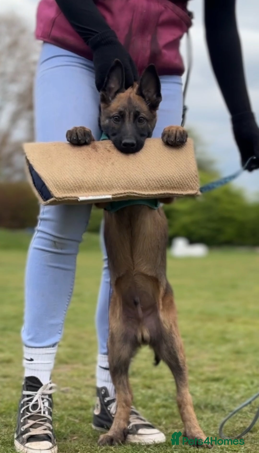 Belgian Shepherd Dog dogs for sale: 7 month old malinois/dutch herder  - Image 3
