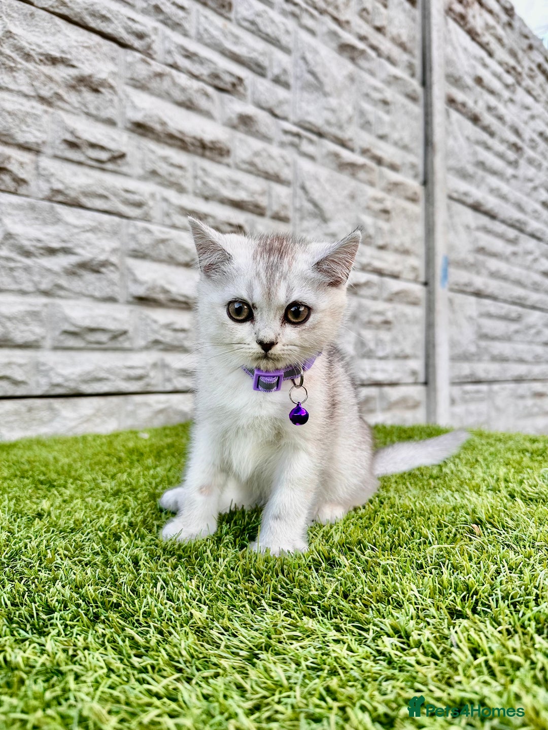 British Shorthair cats for sale: British Shorthair kittens Tica  - Image 2