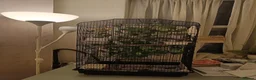 Budgerigars birds for sale: Two beautiful Budgies male and female  - Advert 2