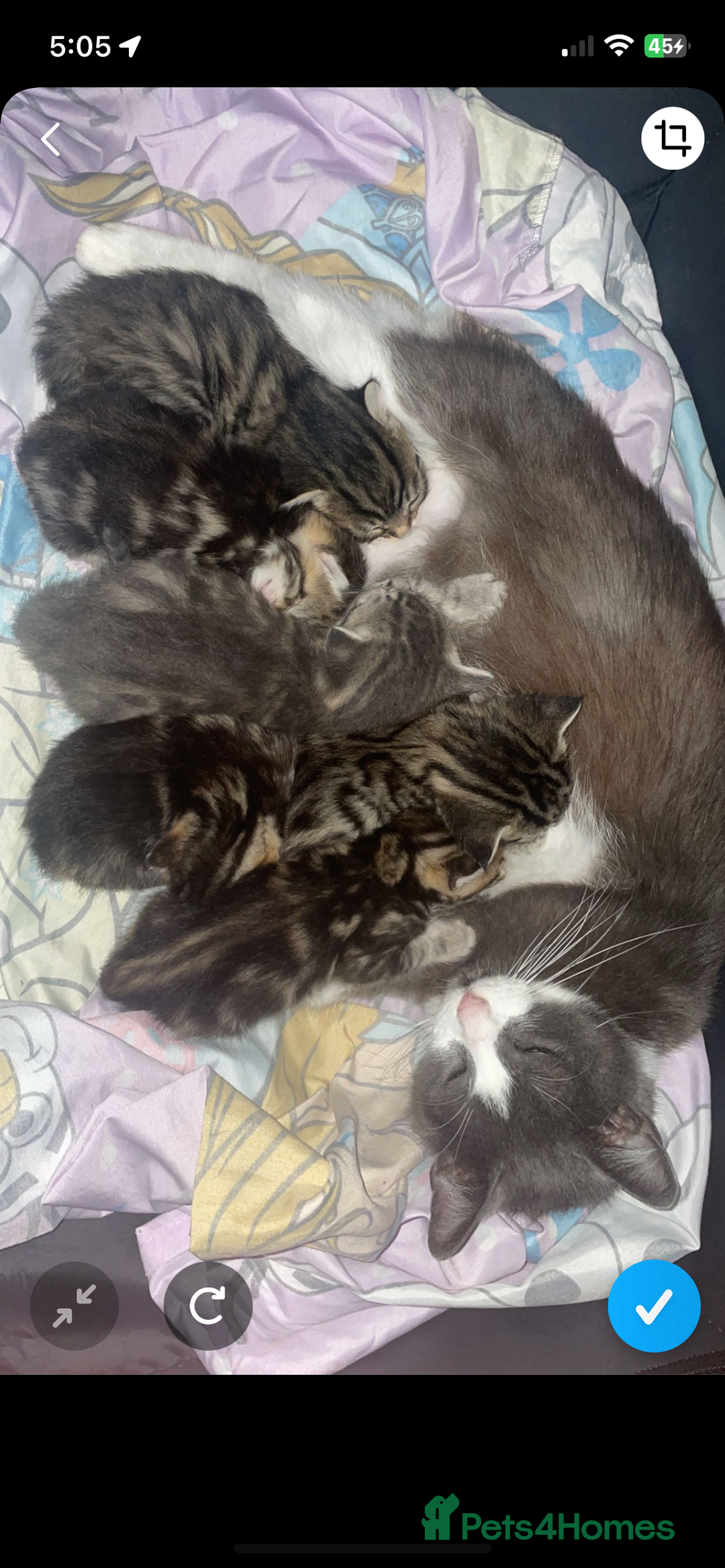 Mixed Breed cats for sale: Boy kitten looking for ever home  - Image 3